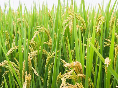 水稻种植成功案例
